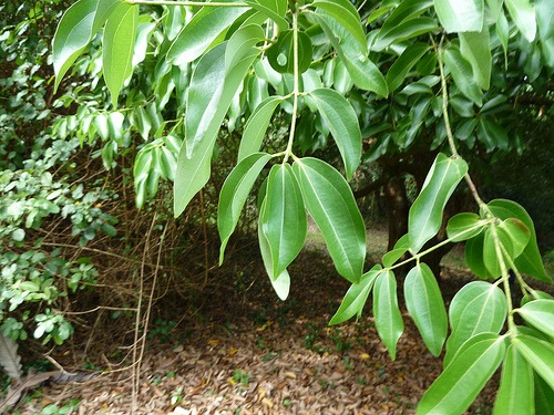 olio essenziale di cannella foglie