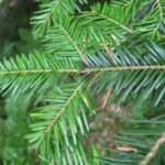 Abies_alba_foliage