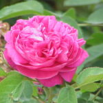 Rosa_damascena5