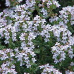 Thymus_vulgaris0