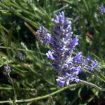 lavanda aspic_ok