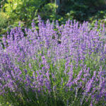 lavanda vera_ok