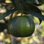 mandarino verde