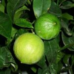 Olio essenziale di bergamotto