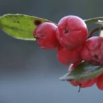 Olio essenziale di Wintergreen - Gaultheria 