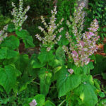 olio essenziale di salvia sclarea