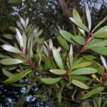 Melaleuca_quinquenervia_(leaves)