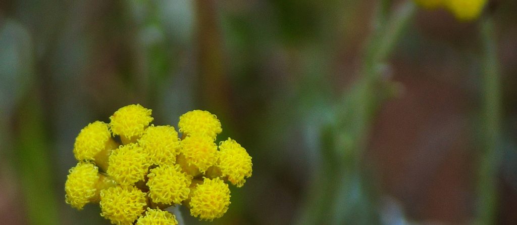 olio di elicriso alleato della pelle