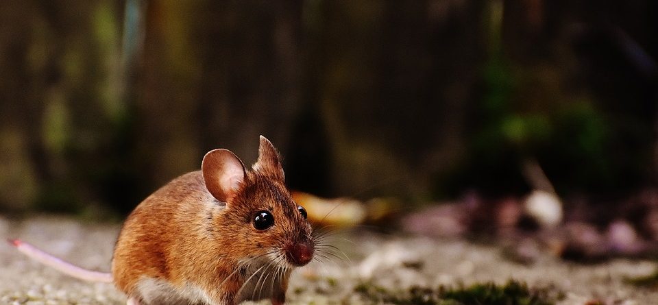 Olio essenziale di menta piperita per tenere lontani topi e ragni